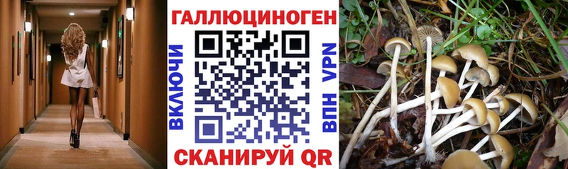 Купить  Хотьково  Галлюциногенные грибы Cubensis 